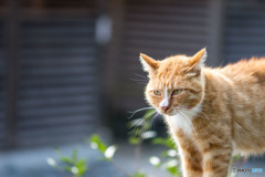 怒れるネコさん