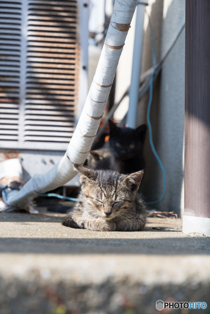 眠いってば