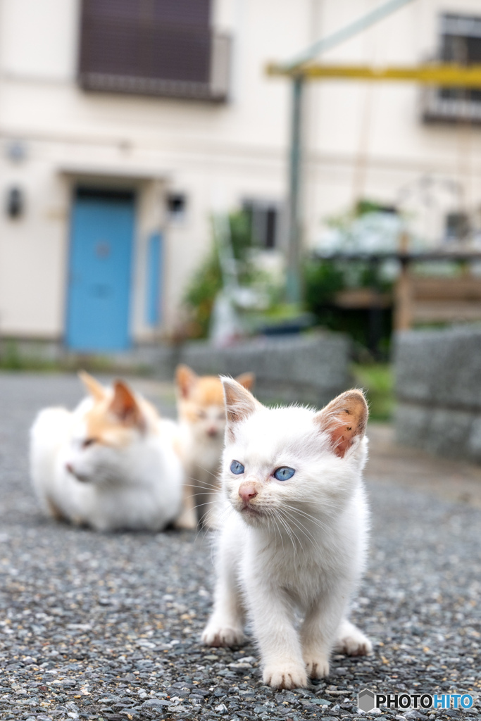 梅雨空さんぽ