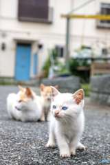 梅雨空さんぽ