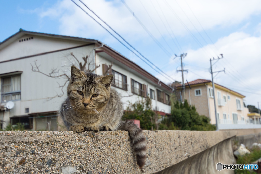 よろしくニャ