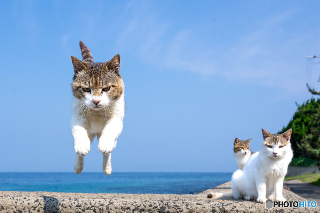 ひらりとね