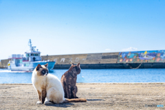 新造船、入港します