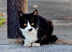 ( ノﾟДﾟ)こんにちは