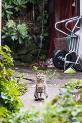 雨上がりの朝です