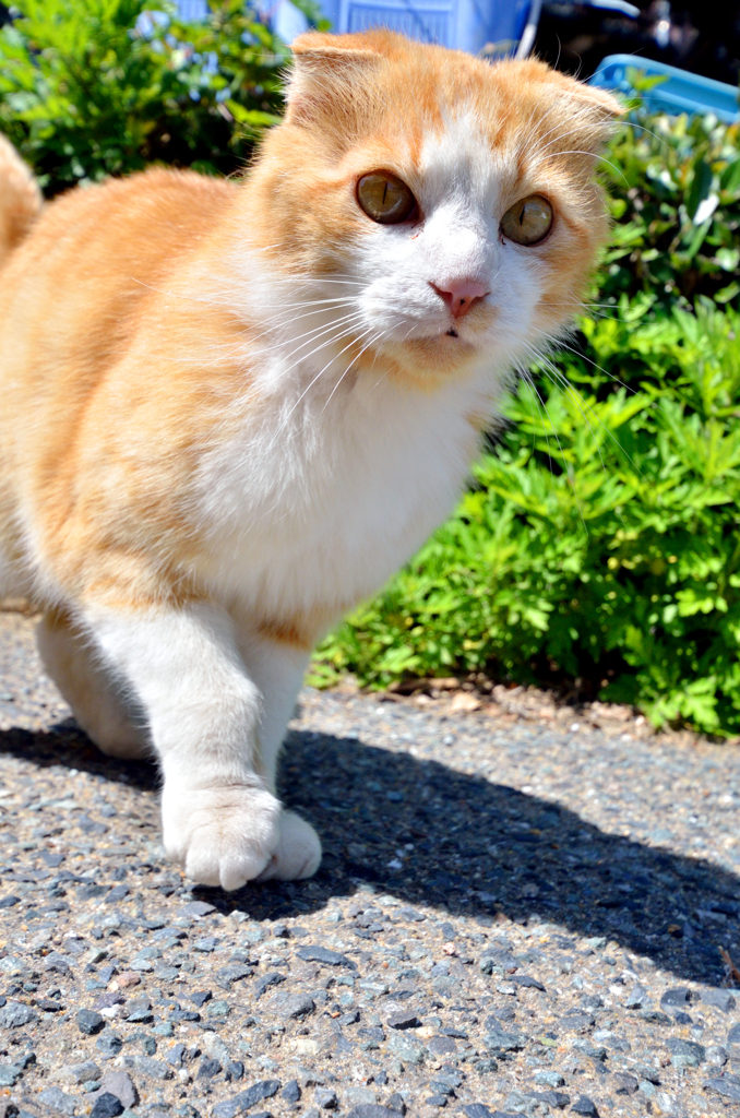 通りすがりのハナちゃん
