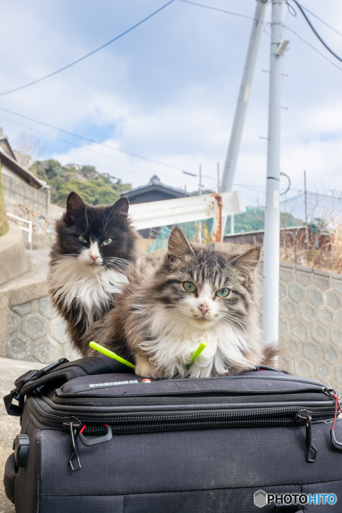 おじさんのカメラバッグを占拠するふわもふ姉妹