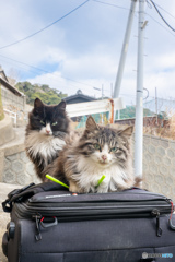 おじさんのカメラバッグを占拠するふわもふ姉妹