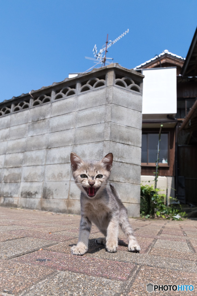 シャーッてお出迎え