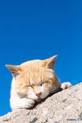 (-_-)゜zzz…