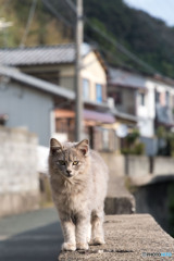 べっぴんしゃん