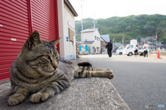 お見送りのネコさん