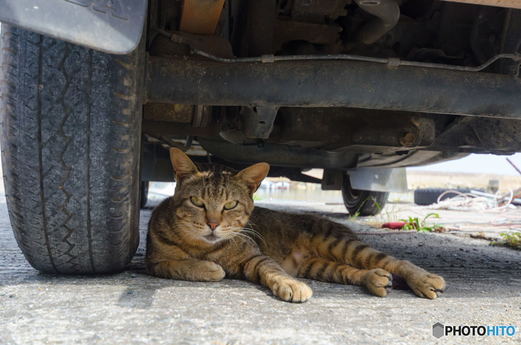 暑中お見舞い申し上げます・・・まだ早かったかニャ