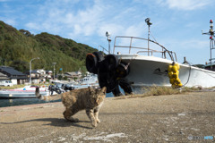 しなやかネコさん