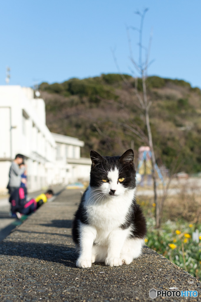 小学校からニャンですヽ(*´∀｀)ノ