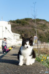 小学校からニャンですヽ(*´∀｀)ノ