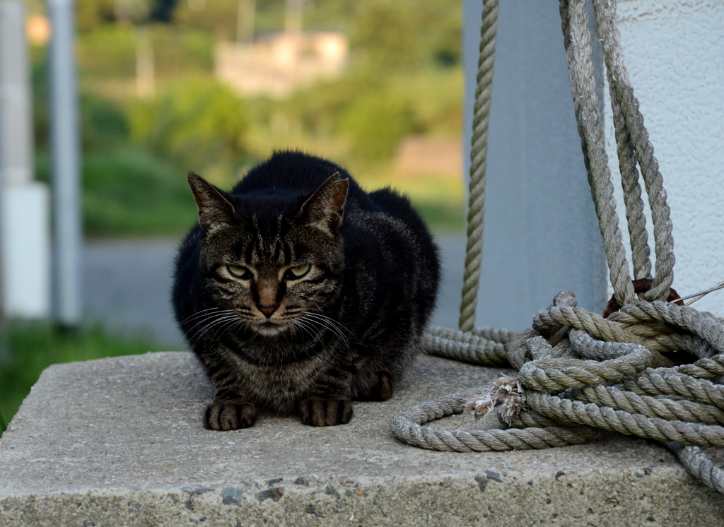 DSC_0440