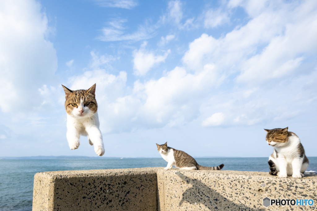 へいへいへい