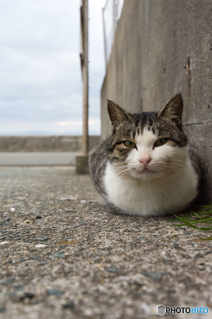 鏡餅じゃニャいよ