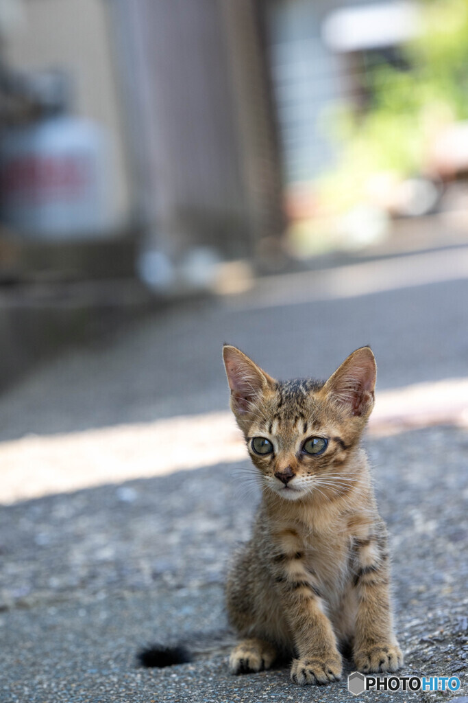 日陰でおにゃにゃ