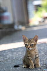 日陰でおにゃにゃ