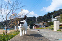 お散歩だニャ