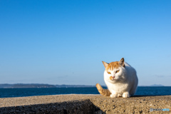 冬の朝。おはようだニャ。