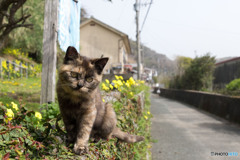 チーさびちゃん。いい子。