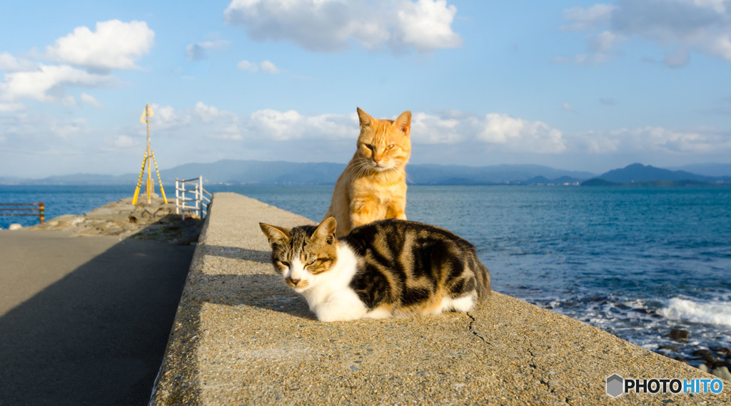 ニャンコ心と秋の空