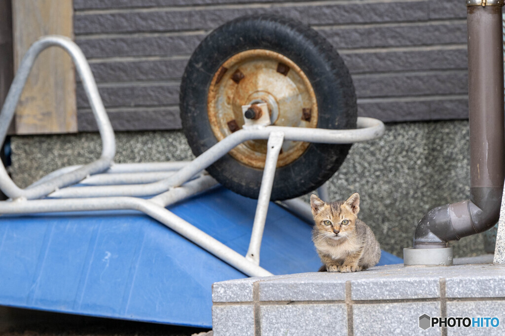ねことねこ