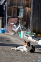 路地裏のミーさん