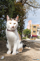 公園のネコさん