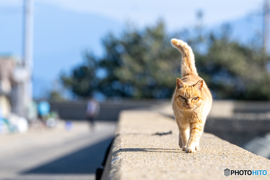 茶トラくんの道