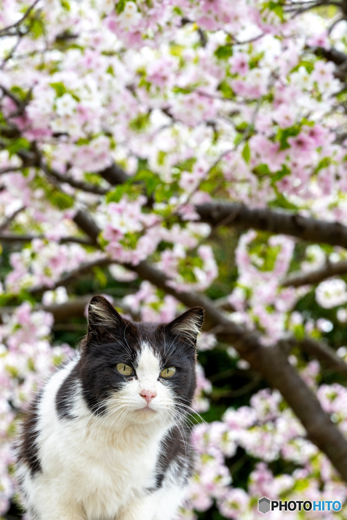 お花見ネコさん（2）