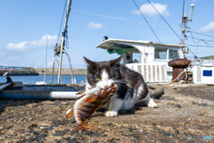 お魚ゲット（1）