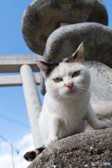 ニャハッ