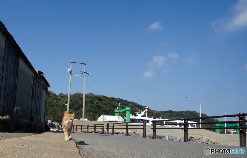 ついて来るネコさん