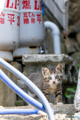 ぱっちりお目目のおチビさん