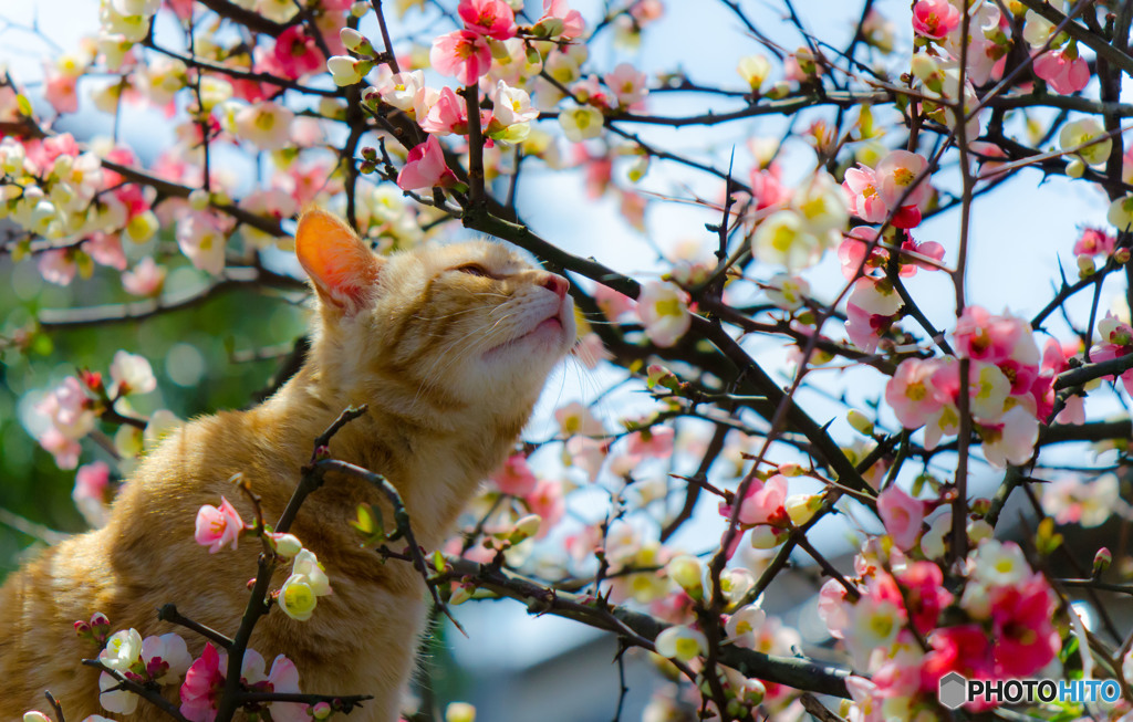 春の香り