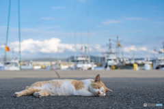 のんびりとね