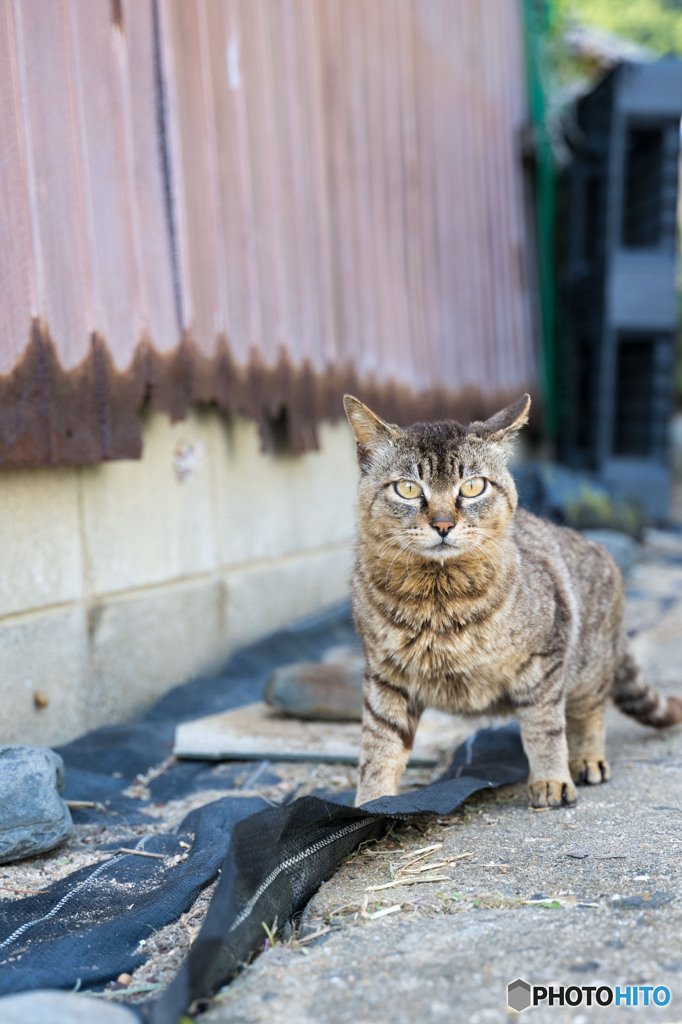 ちょっとイカ