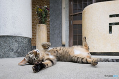 ごろりとね