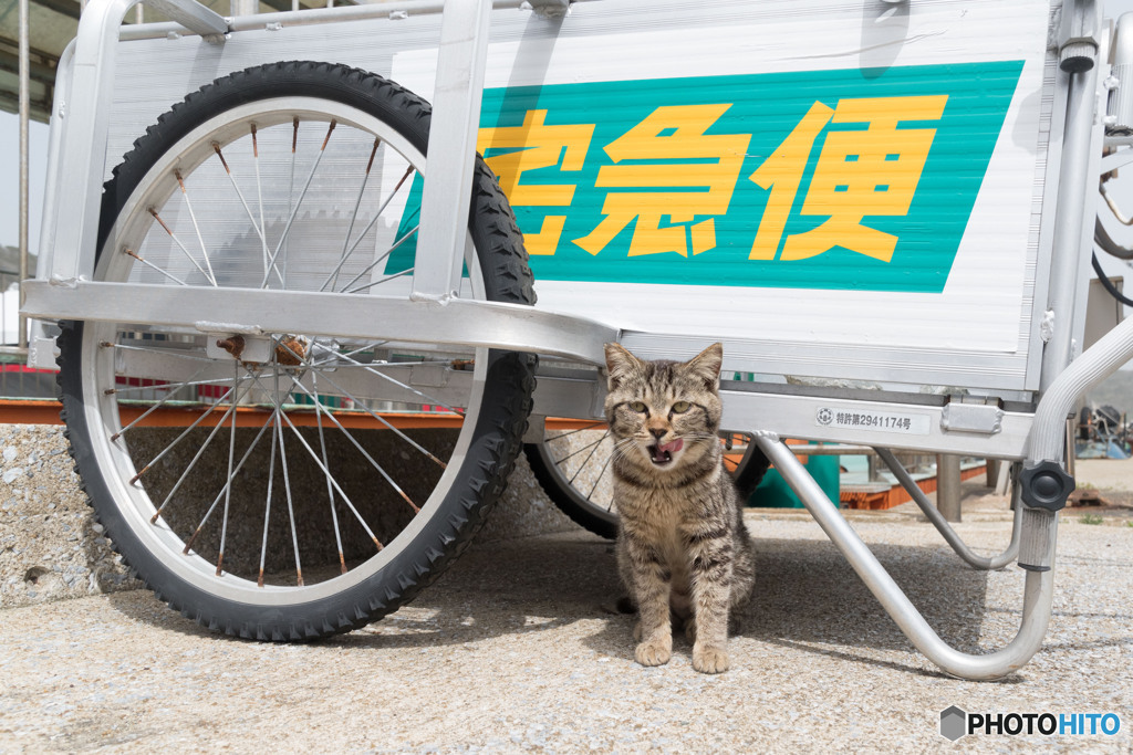 そろそろ配達の時間だニャ