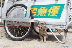 そろそろ配達の時間だニャ