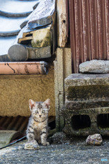 雨が止んだニャ