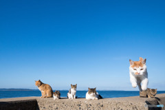チャーちゃんが行く！