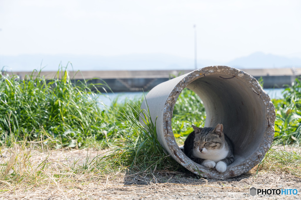 眠たくなってきたニャ