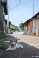 あくびちゃん