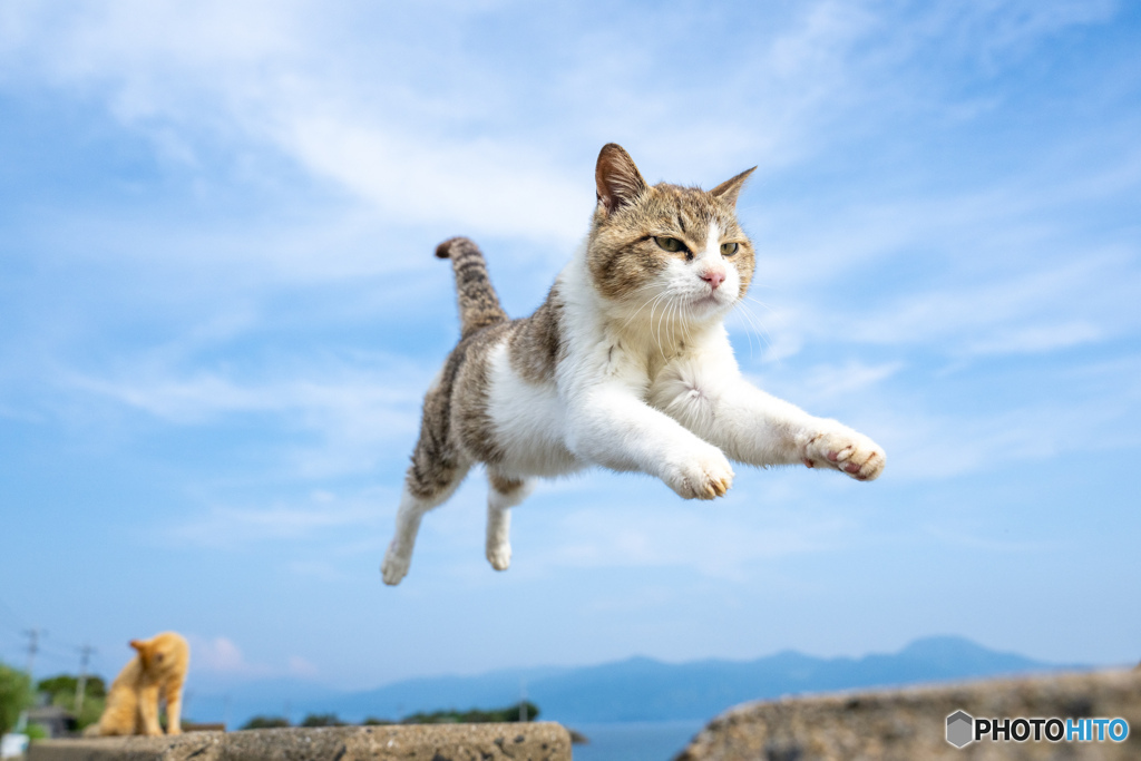爽やかに飛ぶ