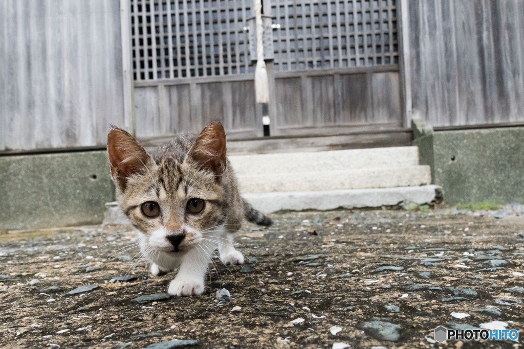 神社で出会ったネコさん（2）